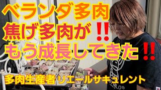 【多肉植物】【ガーデニング】ベランダ多肉‼️焦げ多肉がもう成長してきた🎵2021年11月12日