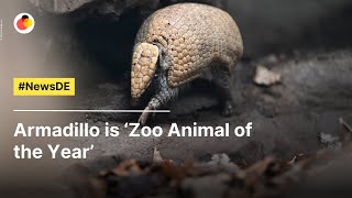 Armadillo is ‘Zoo Animal of the Year’ | #NewsDE