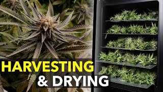 When to Harvest Cannabis and How to Dry