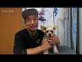 ニコちゃんもうすぐお産です 【ヨークシャーテリア専門犬舎チャオカーネ】