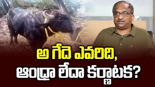 ఆ గేదె ఎవరిది, ఆంధ్రా లేదా కర్ణాటక? || Who owns the Buffalo, Andhra or Karnataka? ||