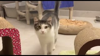 Sunrise Humane Society overflowing with adoptable pets