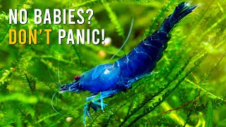 What’s STOPPING Your Shrimp From Breeding? Top 9 Surprising Factors!