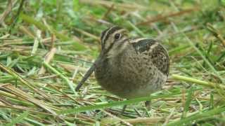 Swinhoe's Snipe nonbreeding 130827 Japan.