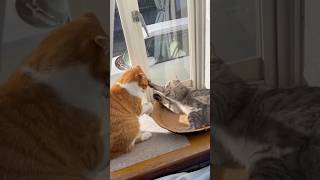 構ってほしい猫とそれを上手くいなす猫#shorts