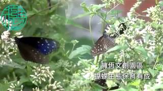 一個未來永恆的家~擁恆文創園區 蝴蝶生態保育有成 精華版