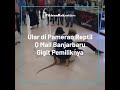 video viral seekor ular di pameran reptil q mall banjarbaru gigit pemiliknya hingga alami pendarahan