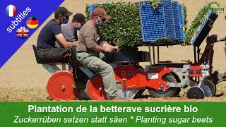 Plantation de la betterave sucrière bio pour mieux maîtriser les adventices