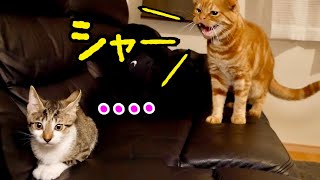 激しく威嚇されても、スルーする子猫が自由すぎたw【保護猫】