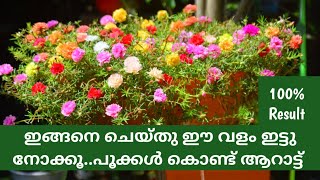 How to care portulaca/how to plant portulaca/how to fertilize portulaca/portulaca flowering tips