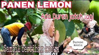 BANYAK SEKALI LEMON YG  TERABAIKAN ‼️ bersihin kebun bonus duren jatuh