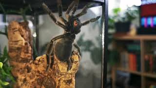 Rehousing the Trinidad Chevron! #tarantula #rehouse #venomous