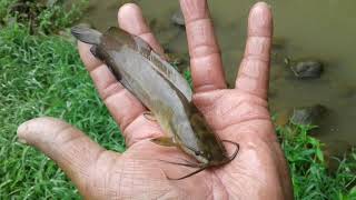 野釣……輕裝釣查，淡水林子溪，，溪底地道。。福壽，尺鯽魚，鯉魚。