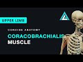 Coracobrachialis Muscle - Origin, Insertion, Nerve Supply, Action | Concise Anatomy