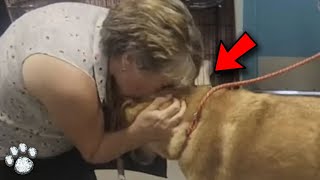 Six Months Later, They Found Their Dog  His Reaction Will Make You Cry!