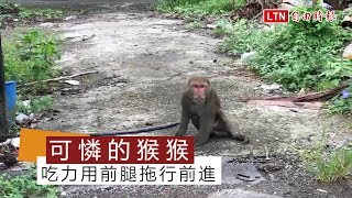 跛腳獼猴攔路 好心民眾代求援