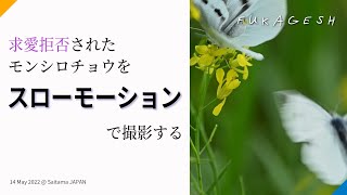 モンシロチョウの求愛拒否～2022年5月14日撮影