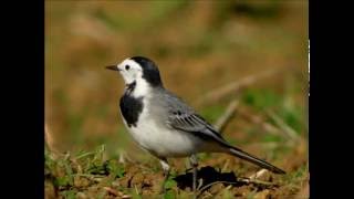 White wagtail - Witte kwikstaart