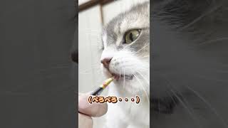 【ASMR】ドアップでちゅーる食べるだけの猫 #shorts #asmr #ちゅーる #churu #KittyCrack