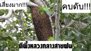 HONEY MAN - ระทึก!!! ตีผึ้งหลวงกลางสายฝน ใครจะไปรู้ว่าจะตกแรงขนาดนี้