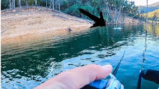 TOPWATER MURRAY COD the ultimate?