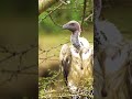 a big vulture #birds #shorts #viral #viralshorts #amazing