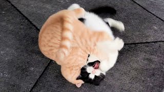 Cat Smacks Kitten, Kitten Retaliates