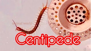 Centipede – Puran - பூரான் -