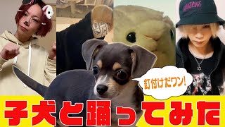 かわいい子犬&ダンスで癒しますね