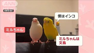 鳥の会話に激オコな文鳥さん　インコに「文鳥」と言われて…くちばしで攻撃！　なぜ？【羽鳥慎一モーニングショー】(2024年11月14日)