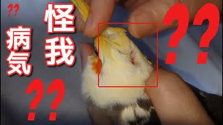 【保護インコ 楽ちゃん】後頭部をケガしてしまいました 泣