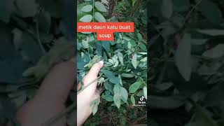 berkebon metik daun katu#idandesoo#