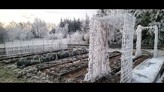 Potravinová soběstačnost - Jaká je mrkev v lednu na záhonku a Pozvánka do RE-STARTU.