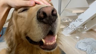 パパがいない意味が分からなくて、ママにどうにかして欲しい愛犬