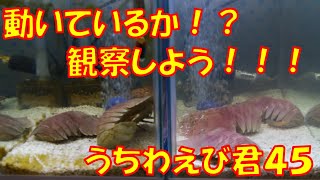 【ウチワエビ】４５　うちわえび君、観察日記！！！　【海水槽】