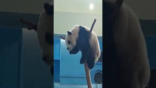 熊孩子不睡覺愛耍寶 The Giant Panda Yuan Bao