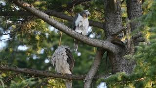 2021/03/15 オオタカ 夫婦 NorthernGoshawk Grooming