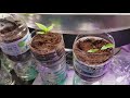 easy cheap diy seed starting system made from water bottles