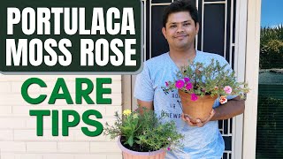 Portulaca Moss Rose Care Tips | Things to Take Care for More Blooms