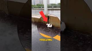 25-Second Miracle: Frozen Kitten Rescued from Certain Death! ❄️🐱#catrescue  #shorts   #animalrescue