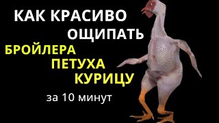 Как КРАСИВО ОЩИПАТЬ БРОЙЛЕРА / КУРИЦУ / ПЕТУХА за 10 минут. Как ощипать птицу.