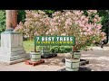 7 Best Trees To Grow in a Pot 💕- Container Garden Ideas 👍