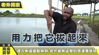 潛入魚塭擾動魚群 老外被魚猛擊肋骨淒厲哀號【老外現場直擊】