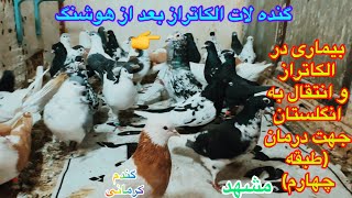 (قسمت۳۰۹)بیماری در الکاتراز/انتقال به طبقه چهارم جهت مداوا٫pigeon disease Alcatraz/مشهد/کبوتر مسافتی