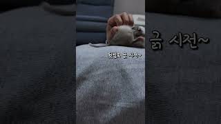 전생에 강아지였던 쥐ㅋ