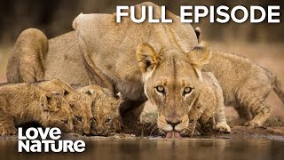 Lion Dynasty: A Matter of Pride | Love Nature