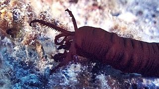 Sea Cucumber - DENİZ HIYARI - Snaptula Reciprocans ( Forsskal 1775 )