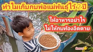 ทำไมถึงเก็บกบพ่อ-แม่พันธุ์ไว้ 2 ปีและให้อาหารกบอย่างไรไม่ให้กบท้องอืดตาย#วิธีเลี้ยงกบep81/64