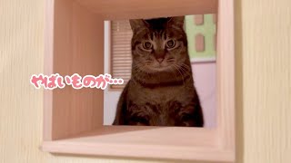 元野良猫6匹との暮らし。【保護猫】【家猫修行】