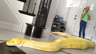 Giant Snake Loose in Our House!!!